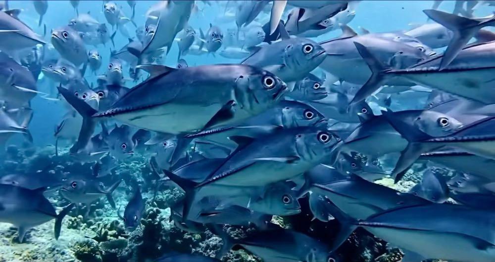 Dive+ Post Selection