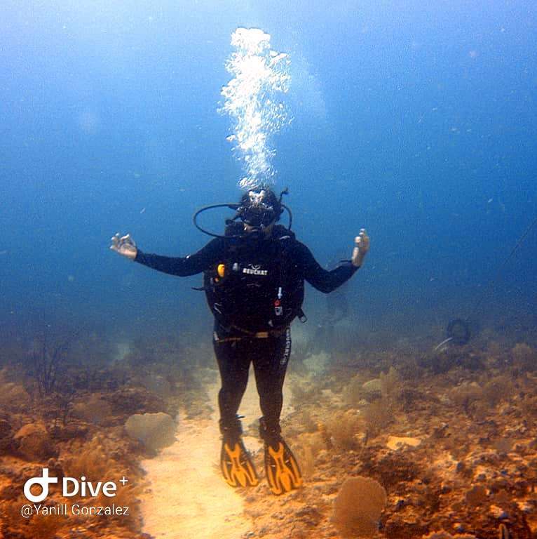 Dive+领路人的帖子
