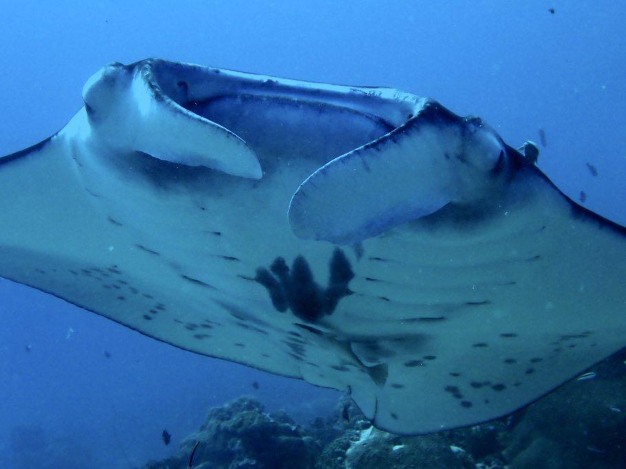 Dive+ Post Selection