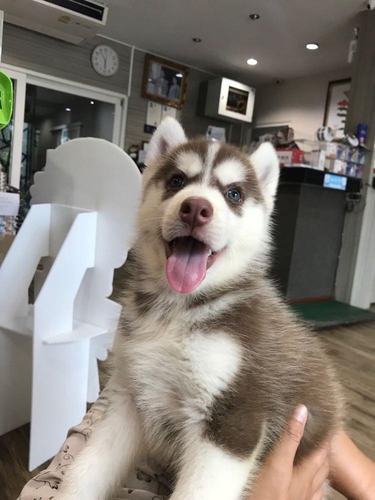 Dive+ Post Selection