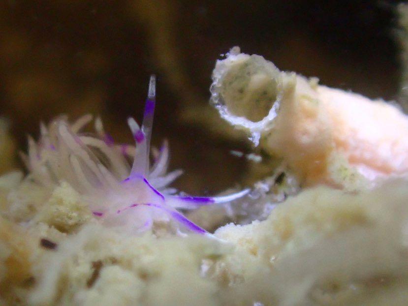 Dive+ Post Selection