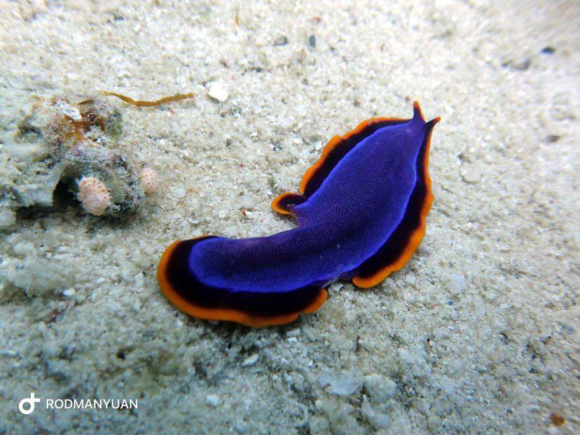 Dive+ Post Selection