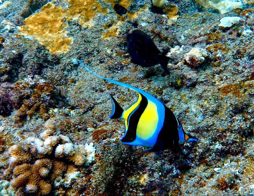 Dive+ Post Selection