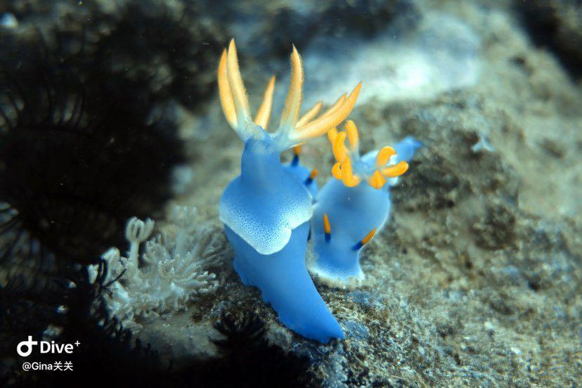 Dive+領(lǐng)路人的帖子