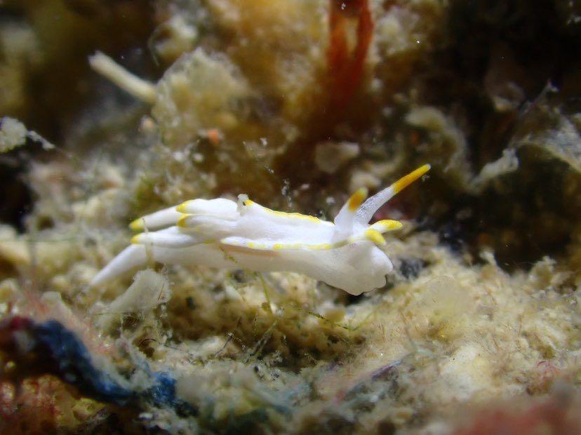 Dive+ Post Selection