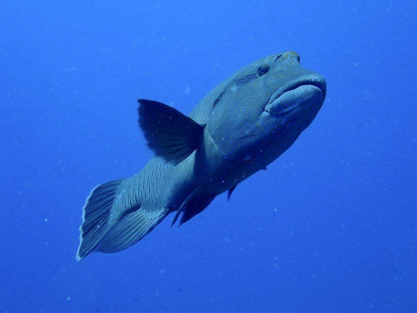 Dive+ Post Selection