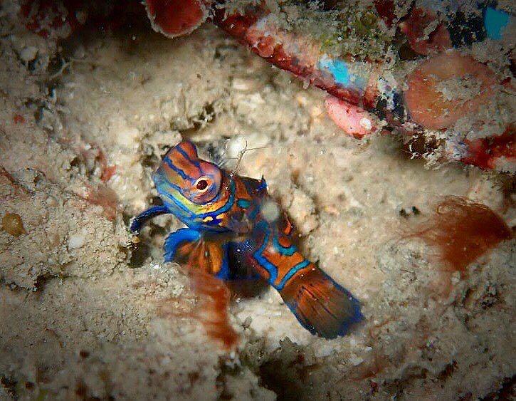 Dive+領路人的帖子