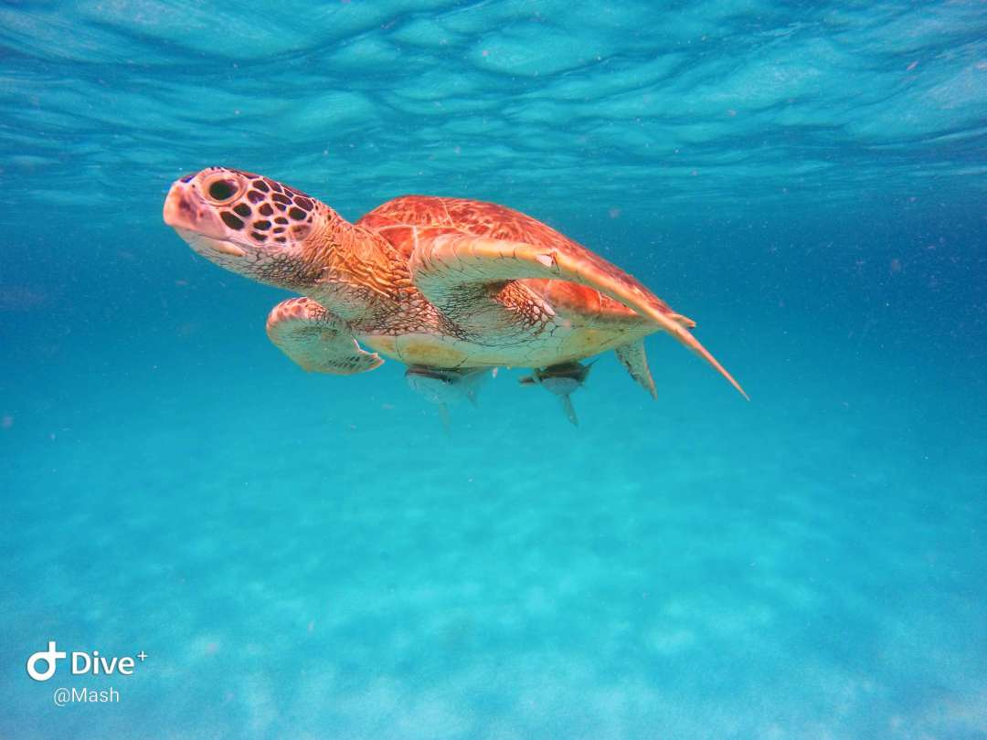 Dive+领路人的帖子