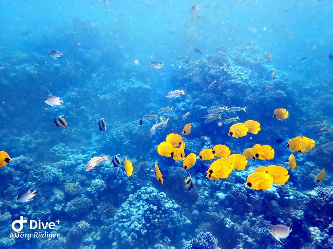 Dive+ Post Selection