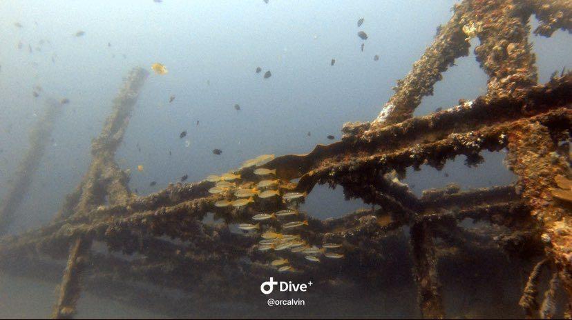 Dive+领路人的帖子