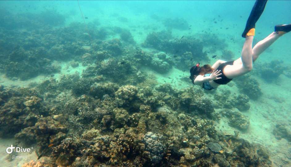 Dive+领路人的帖子