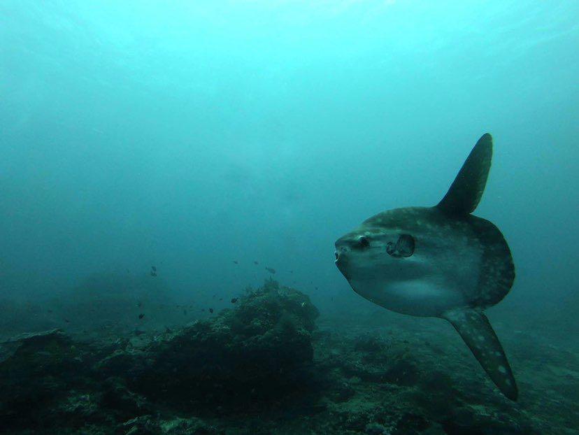 Dive+領路人的帖子