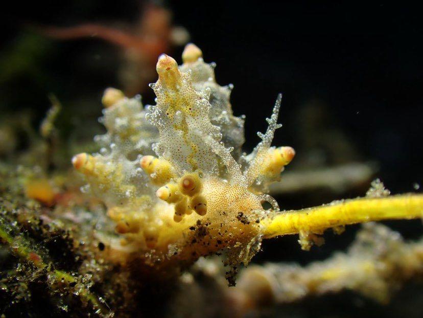 Dive+ Post Selection