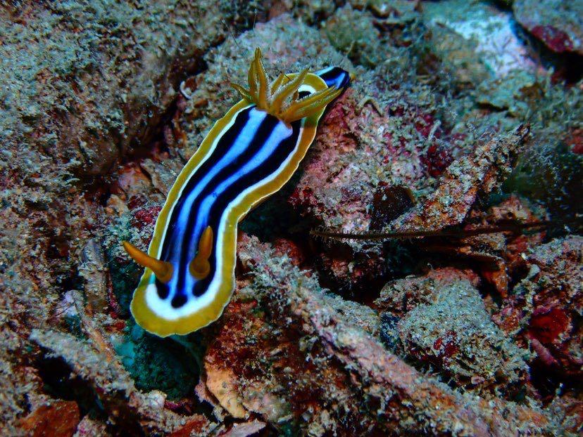 Dive+领路人的帖子