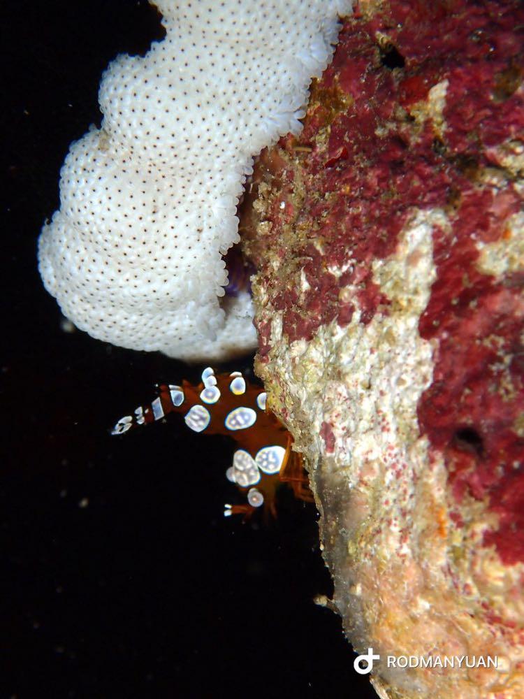 Dive+ Post Selection