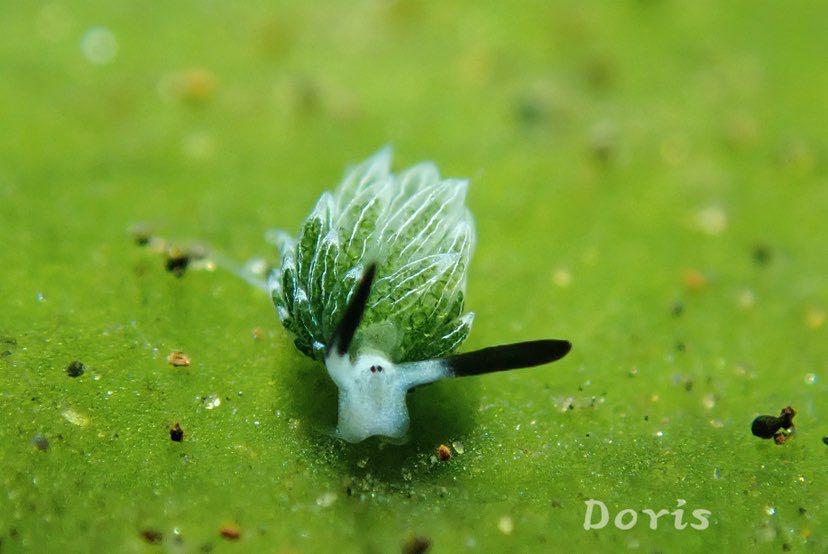 Dive+ Post Selection