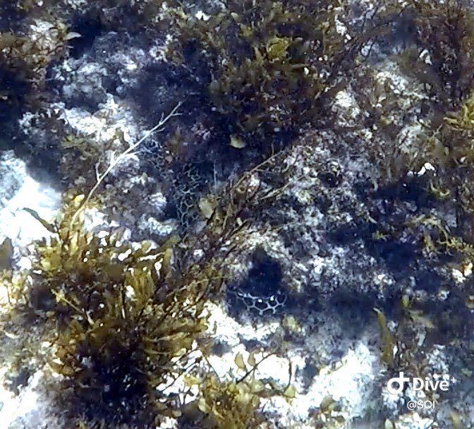 Dive+ Post Selection