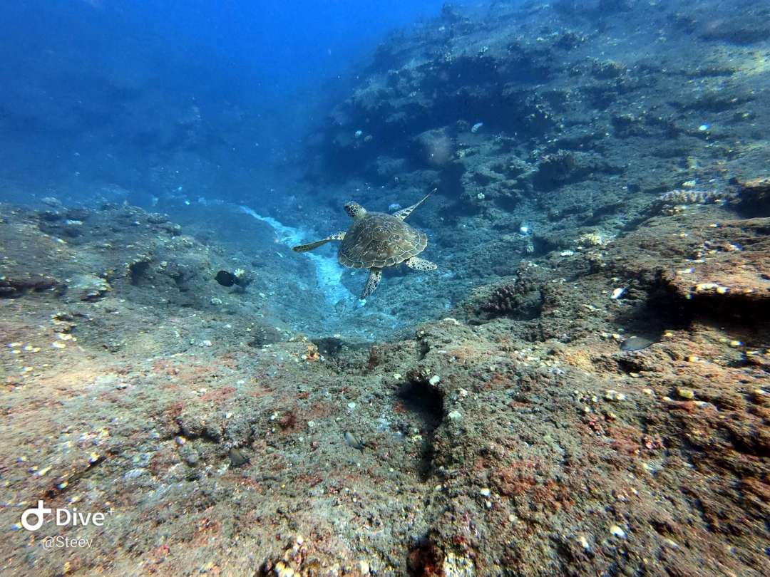 Dive+领路人的帖子
