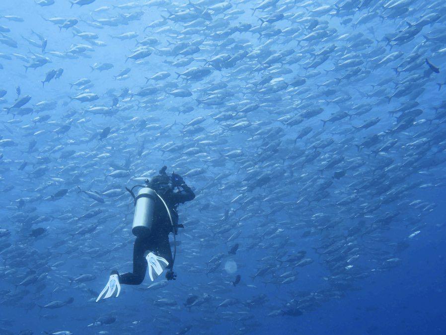 Dive+ Post Selection