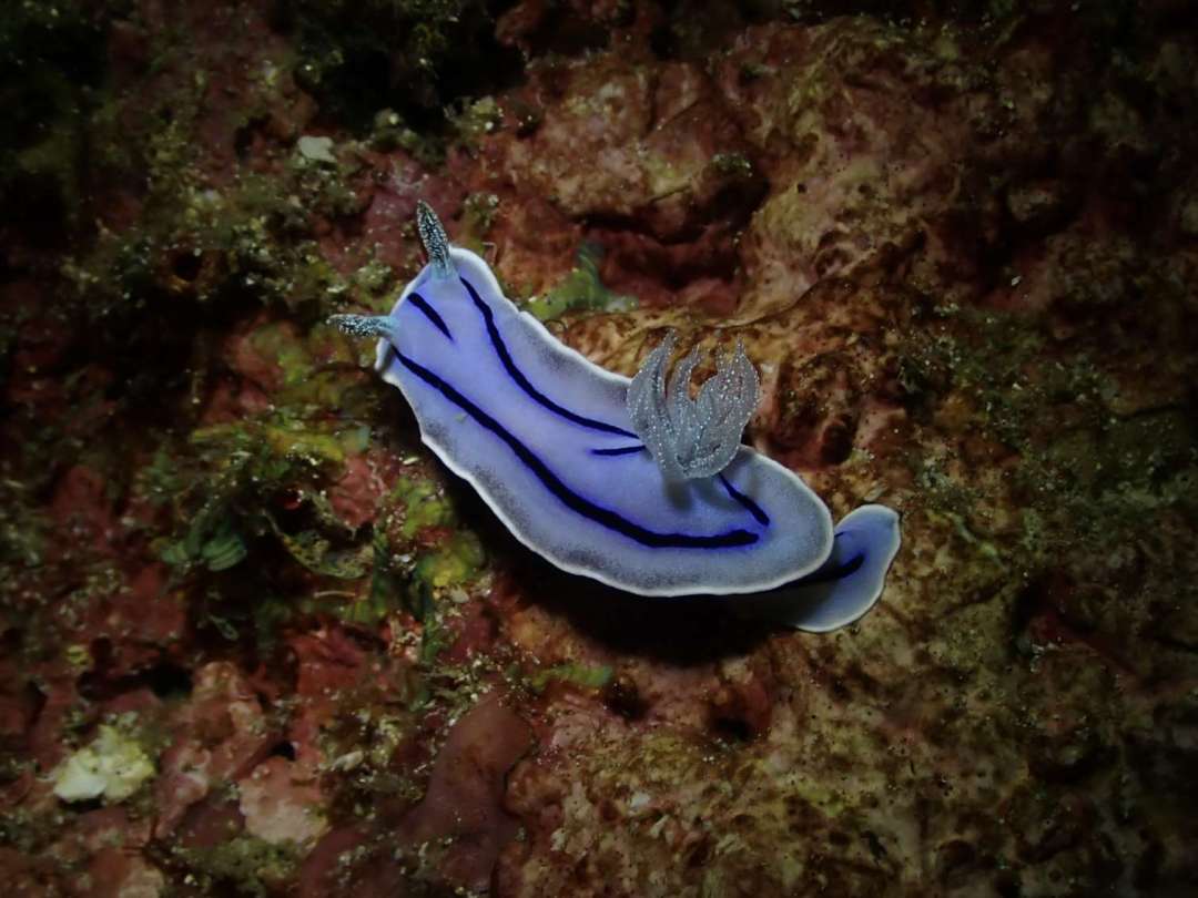 Dive+领路人的帖子