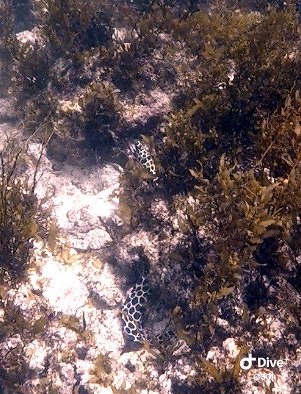 Dive+ Post Selection