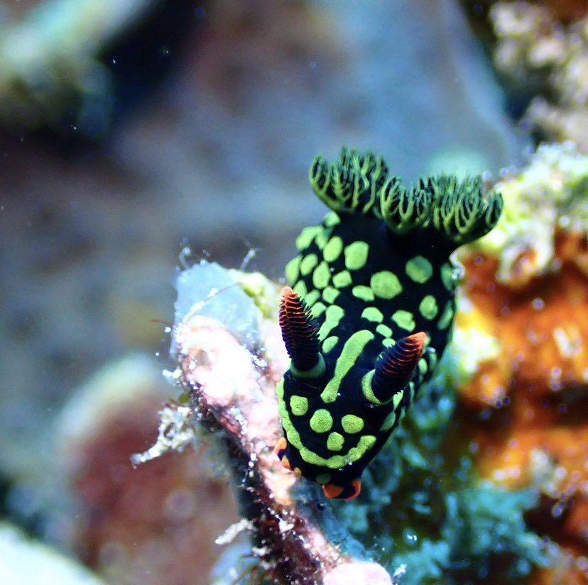 Dive+領路人的帖子