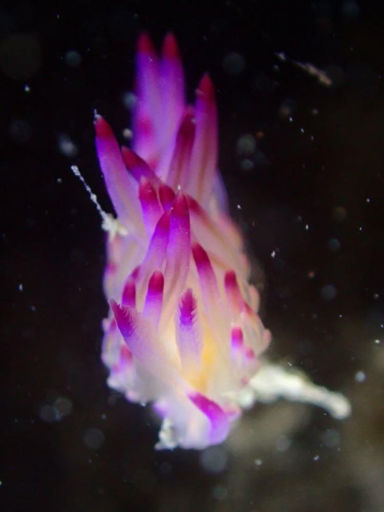 Dive+ Post Selection