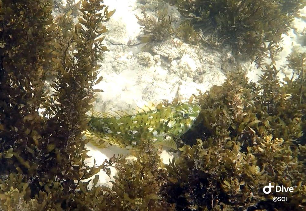 Dive+ Post Selection