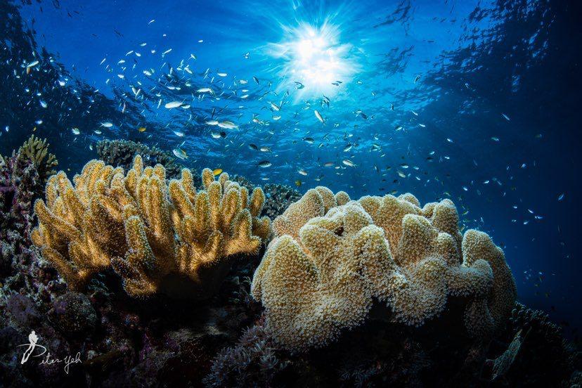 Dive+領路人的帖子