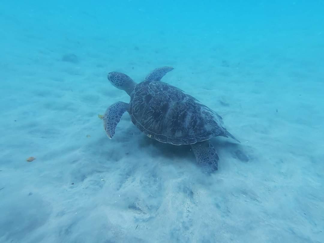 Dive+领路人的帖子