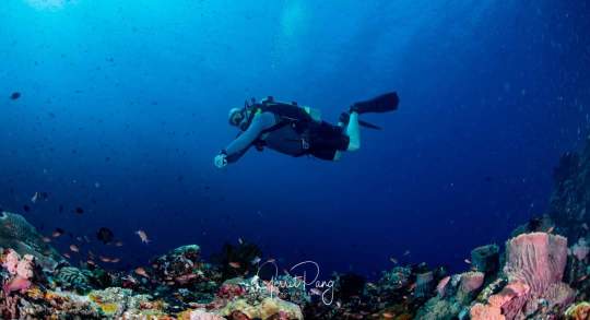 Dive+社區(qū)熱門(mén)作者