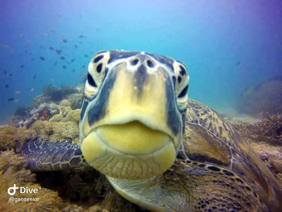 Dive+領(lǐng)路人的帖子