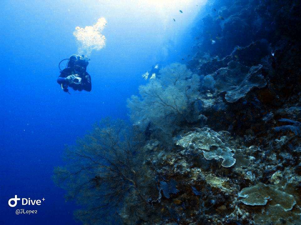 Dive+领路人的帖子