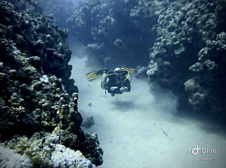 Dive+领路人的帖子