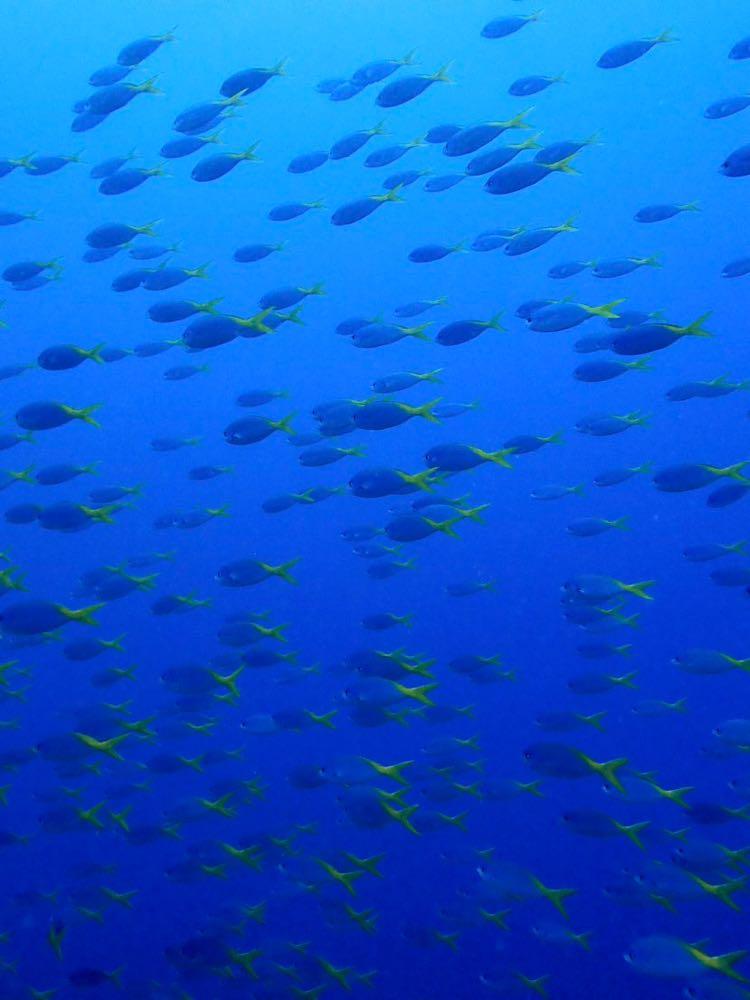 Dive+ Post Selection