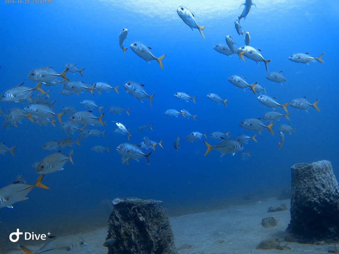 Dive+领路人的帖子