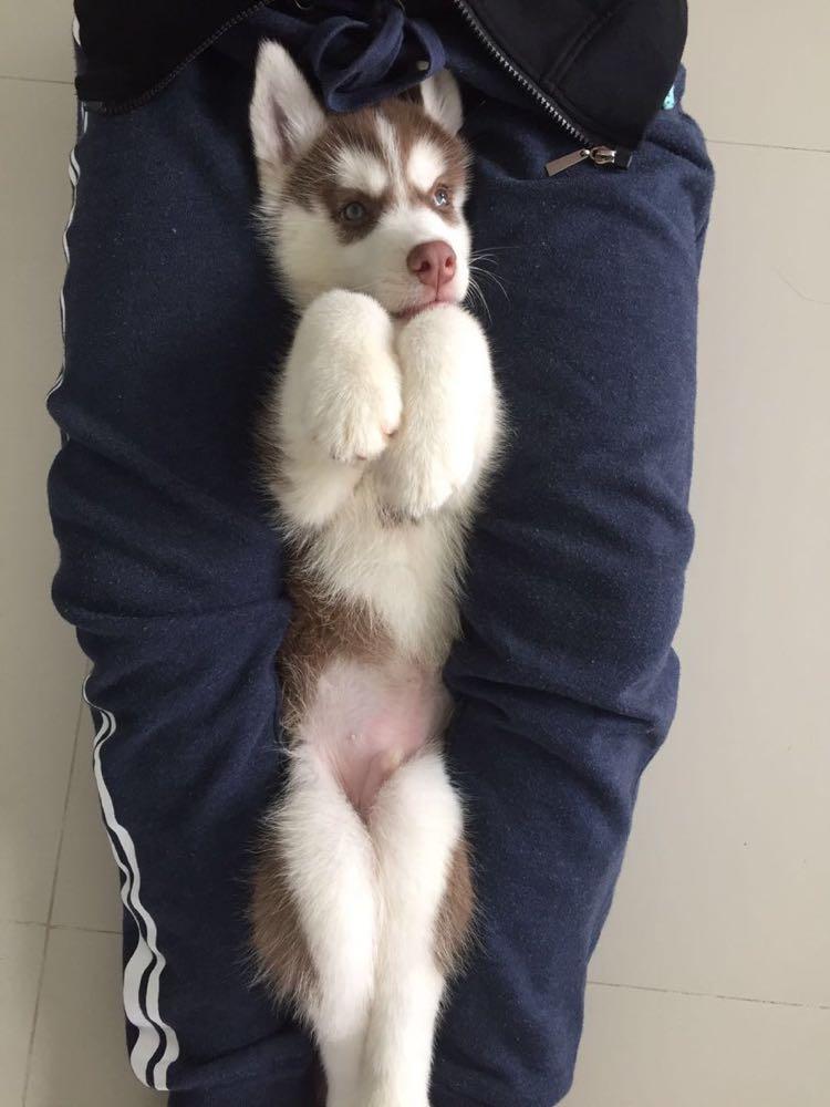 Dive+ Post Selection