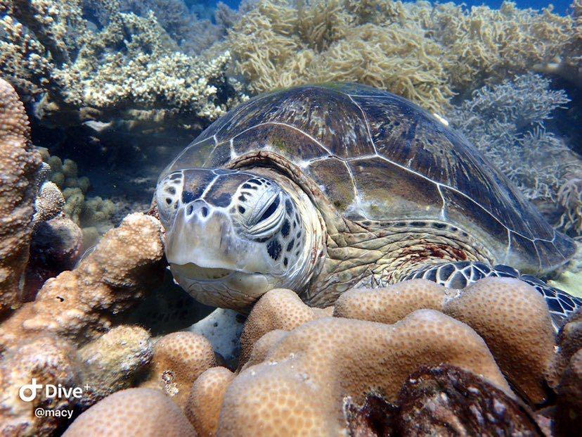 Dive+領路人的帖子