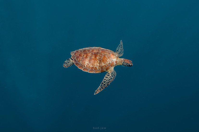 Dive+领路人的帖子