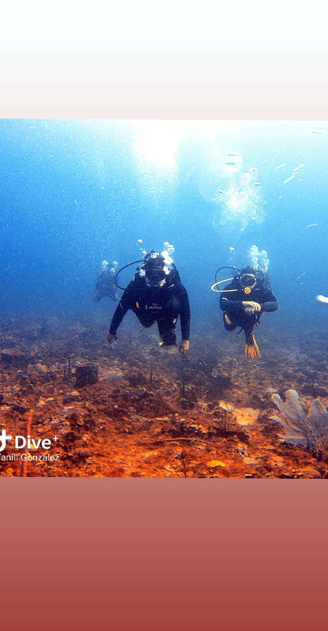 Dive+领路人的帖子