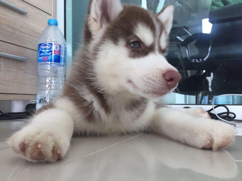 Dive+ Post Selection