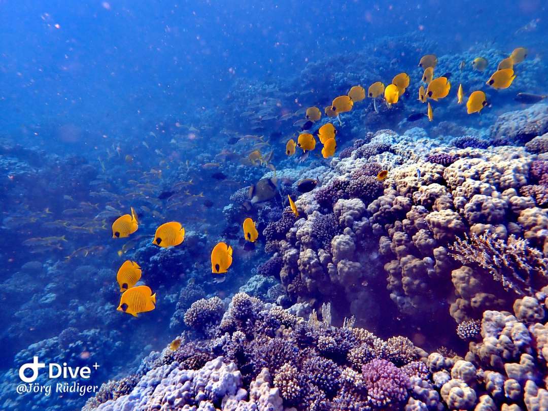 Dive+ Post Selection