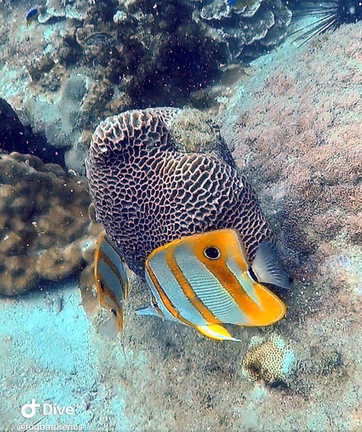 Dive+领路人的帖子