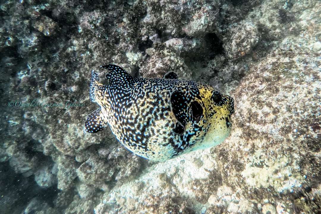 Dive+领路人的帖子