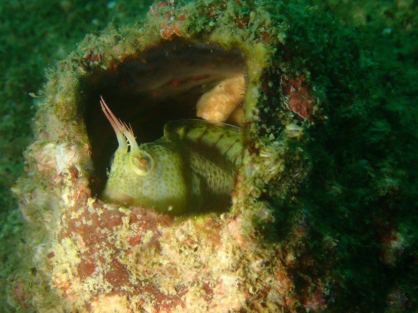 Dive+領路人的帖子